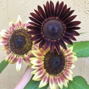 Meet your Posher, Meredith